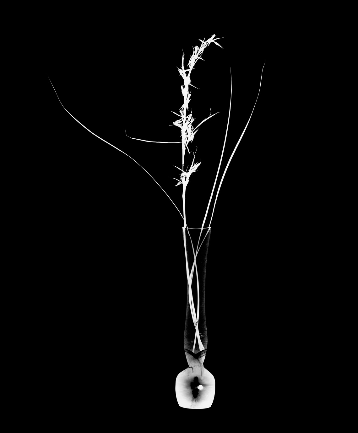 Grass and Glass 1 