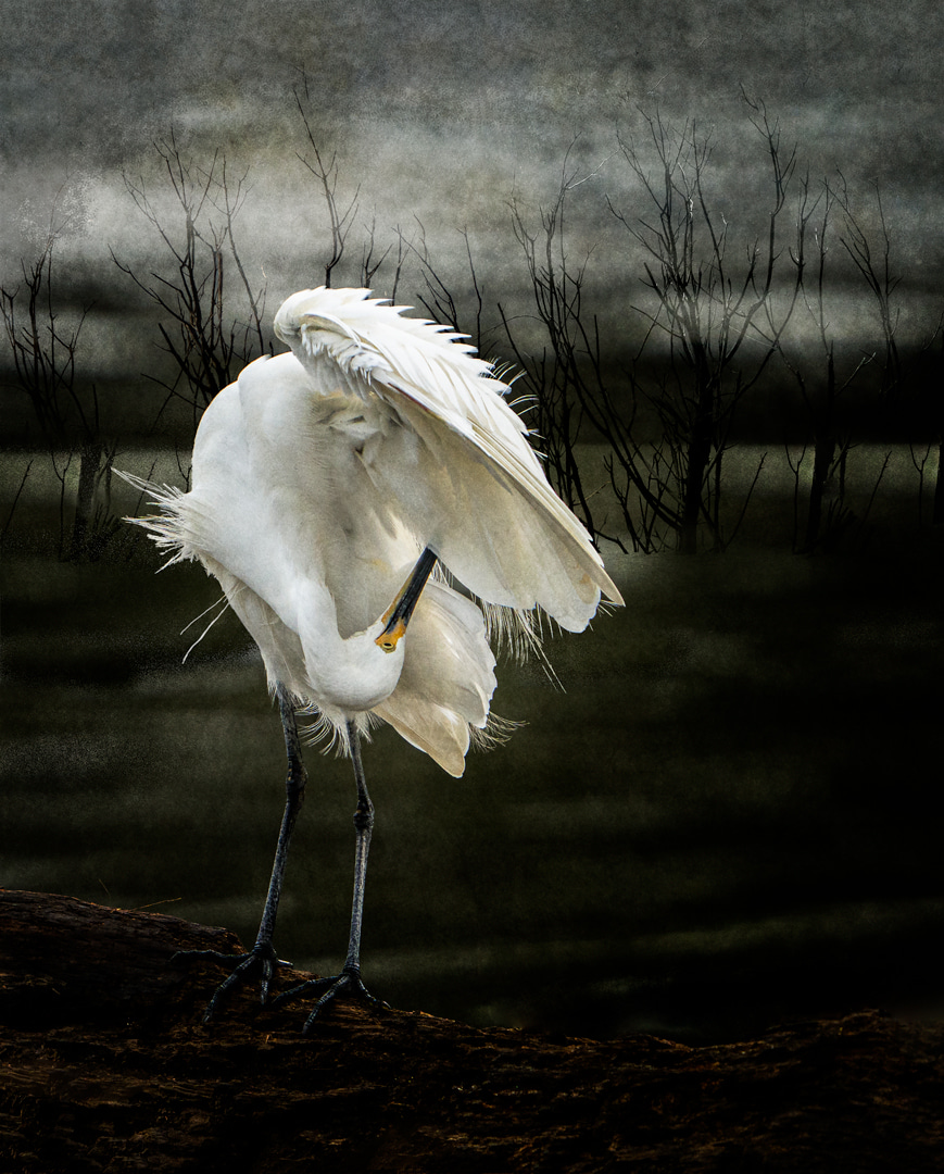Egret Preening
