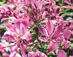 Pat Hall | Lethbridge Gallery