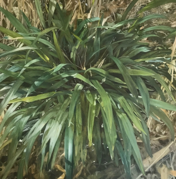 Dianella by Lindy  Sale | Lethbridge Gallery