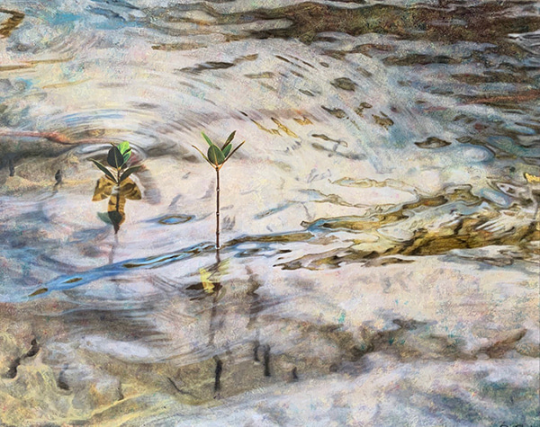 Here to Stay by Ai Shah | Lethbridge Gallery