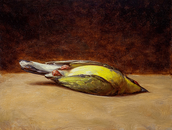 Yellow Figbird by Andrew Bonneau | Lethbridge Gallery