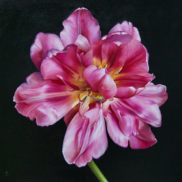 Parrot Tulip I by Anne-Marie Zanetti | Lethbridge Gallery