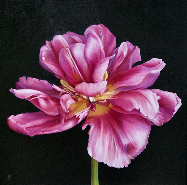 Parrot Tulip II by Anne-Marie Zanetti | Lethbridge Gallery