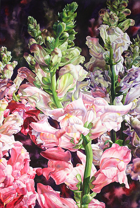 Snapdragons by Pat Hall | Lethbridge Gallery
