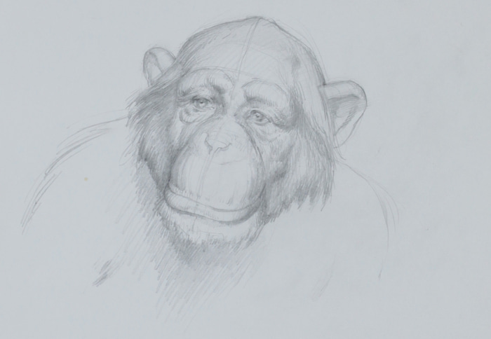 Wise Monkey Study for Perspectives by Scott  Breton | Lethbridge Gallery