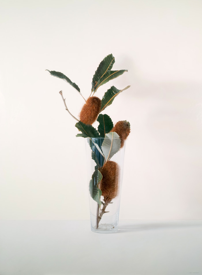 Swamp Banksia Tall Glass by Lisa Christensen | Lethbridge Gallery