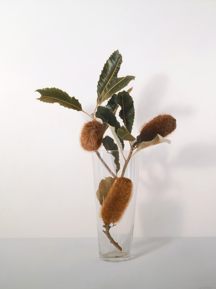 Swamp Banksia Tall Glass #2 by Lisa Christensen | Lethbridge Gallery