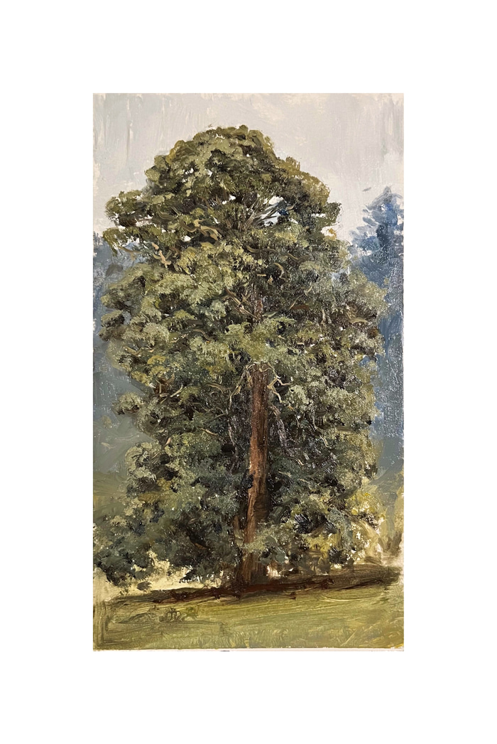 Bunya Sentinel by Zac Moynihan | Lethbridge Gallery