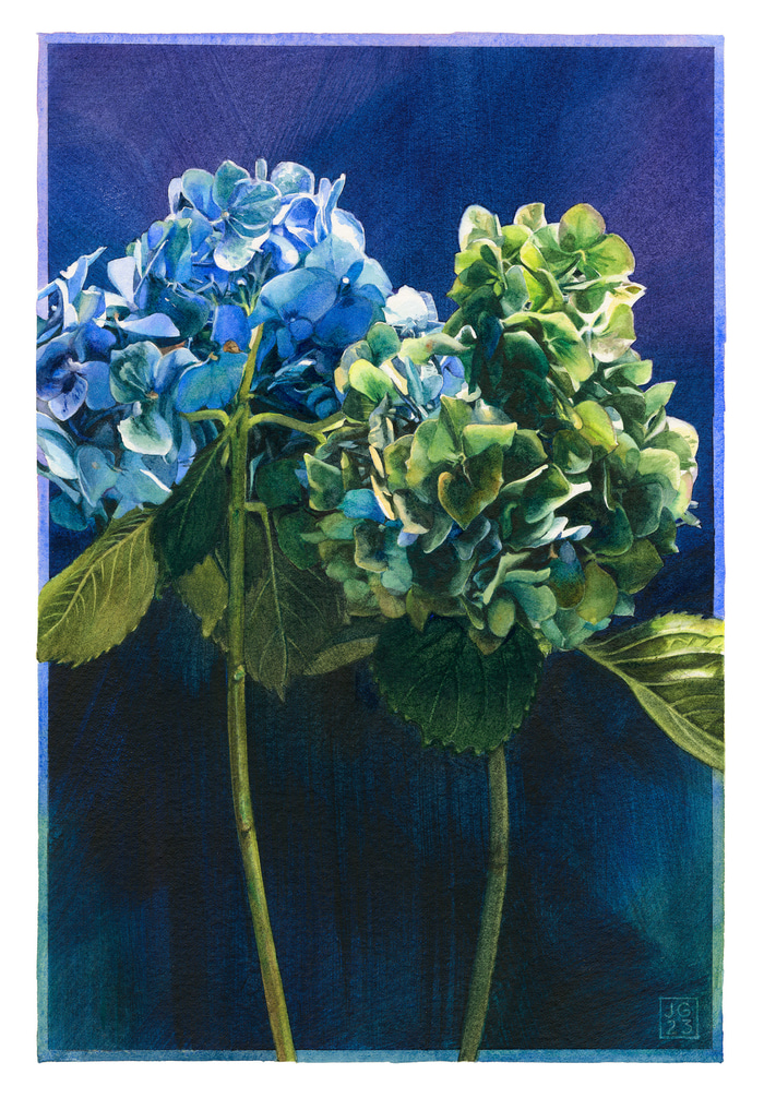 53. Blue Hydrangea by Jane Grealy | Lethbridge Gallery