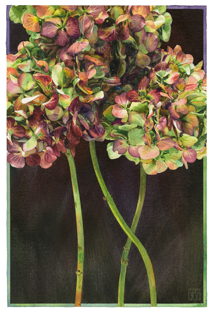 54. Red Green Hydrangea by Jane Grealy | Lethbridge Gallery