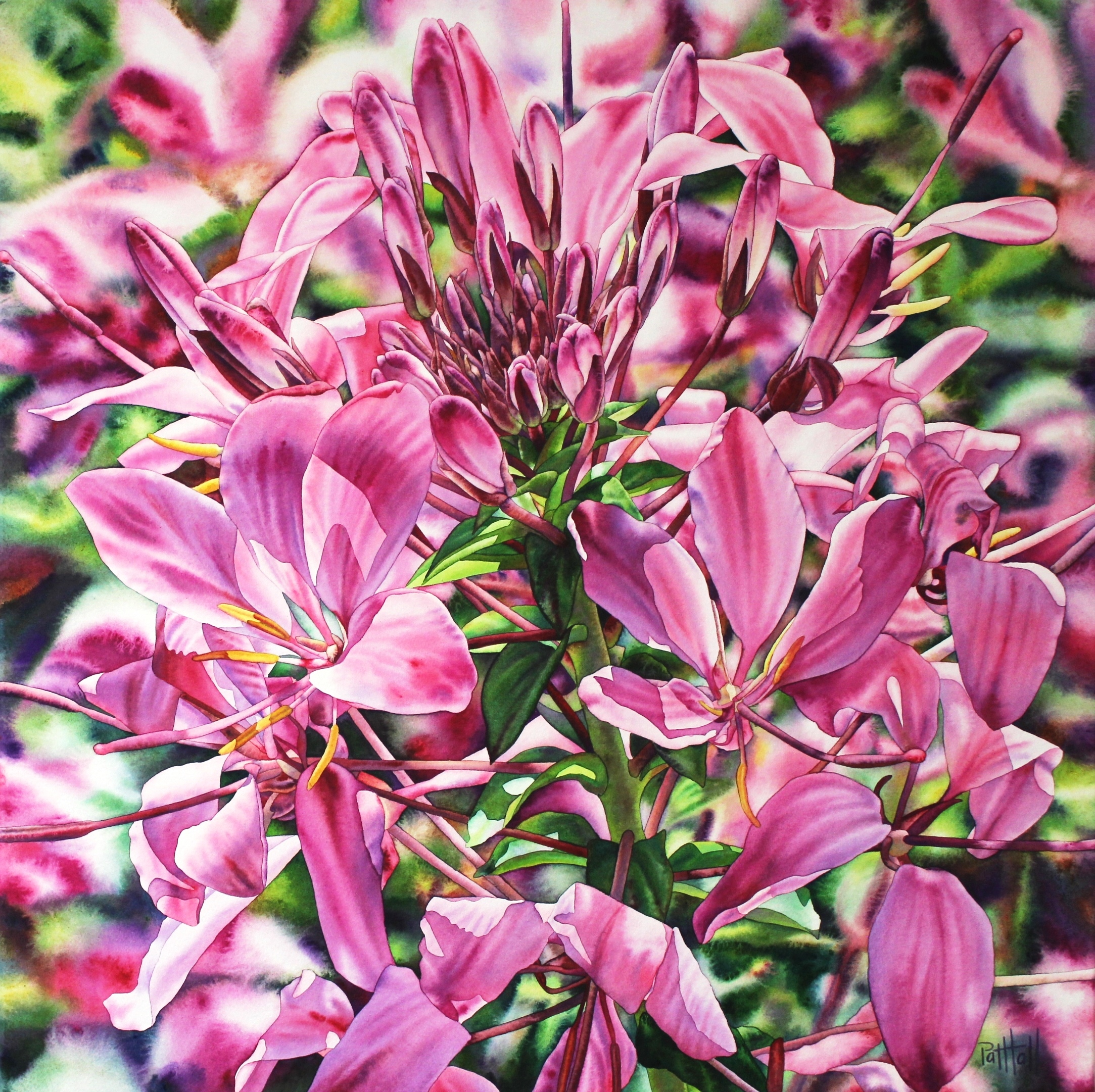 41. Cleome by Pat Hall | Lethbridge Gallery