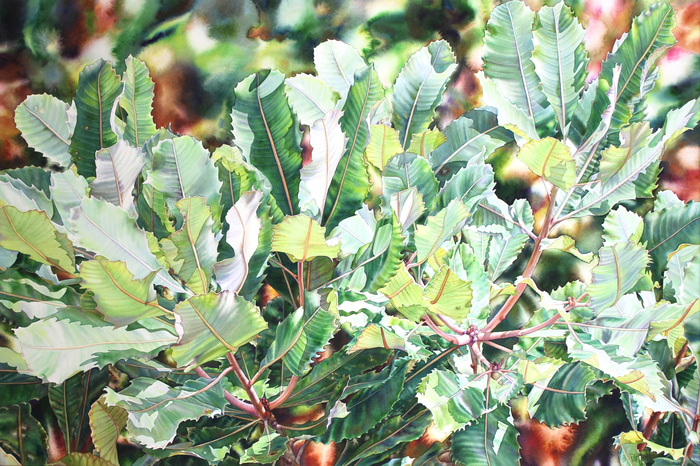 Banksia Lace by Pat Hall | Lethbridge Gallery