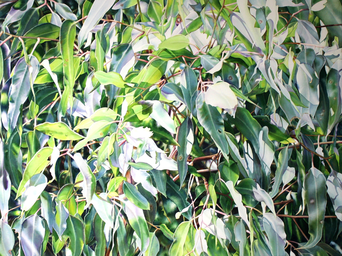 Eucalyptus Lace by Pat Hall | Lethbridge Gallery