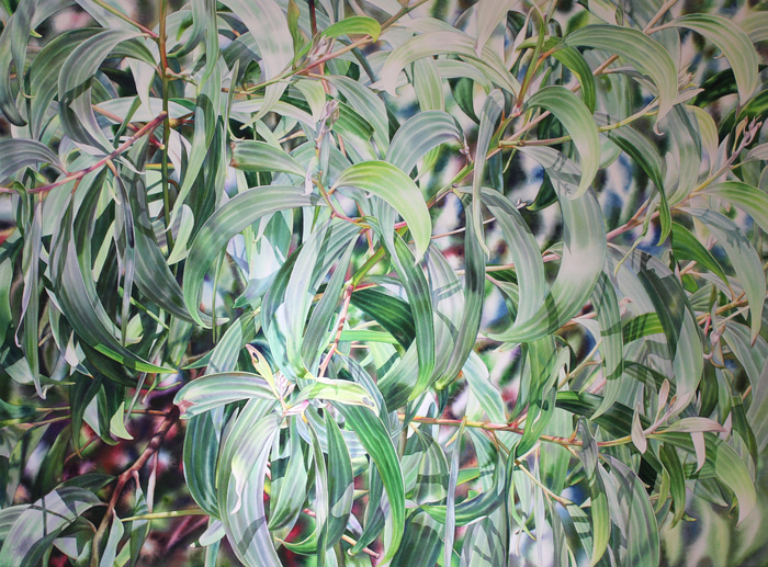 Forest Lace by Pat Hall | Lethbridge Gallery