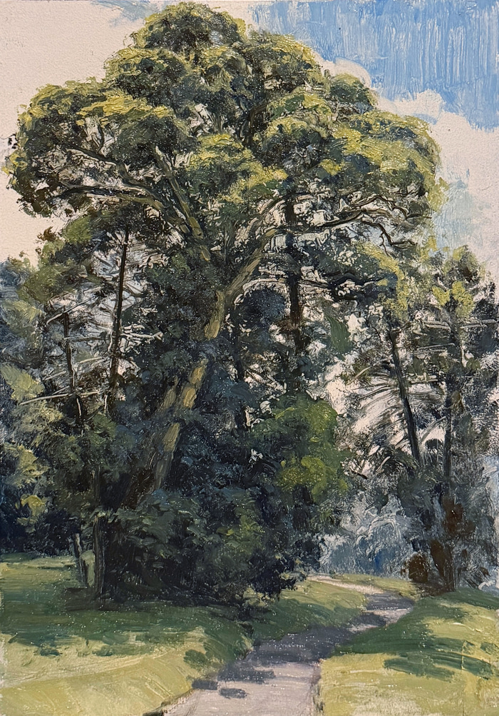 Bunya Tree Study by Zac Moynihan | Lethbridge Gallery