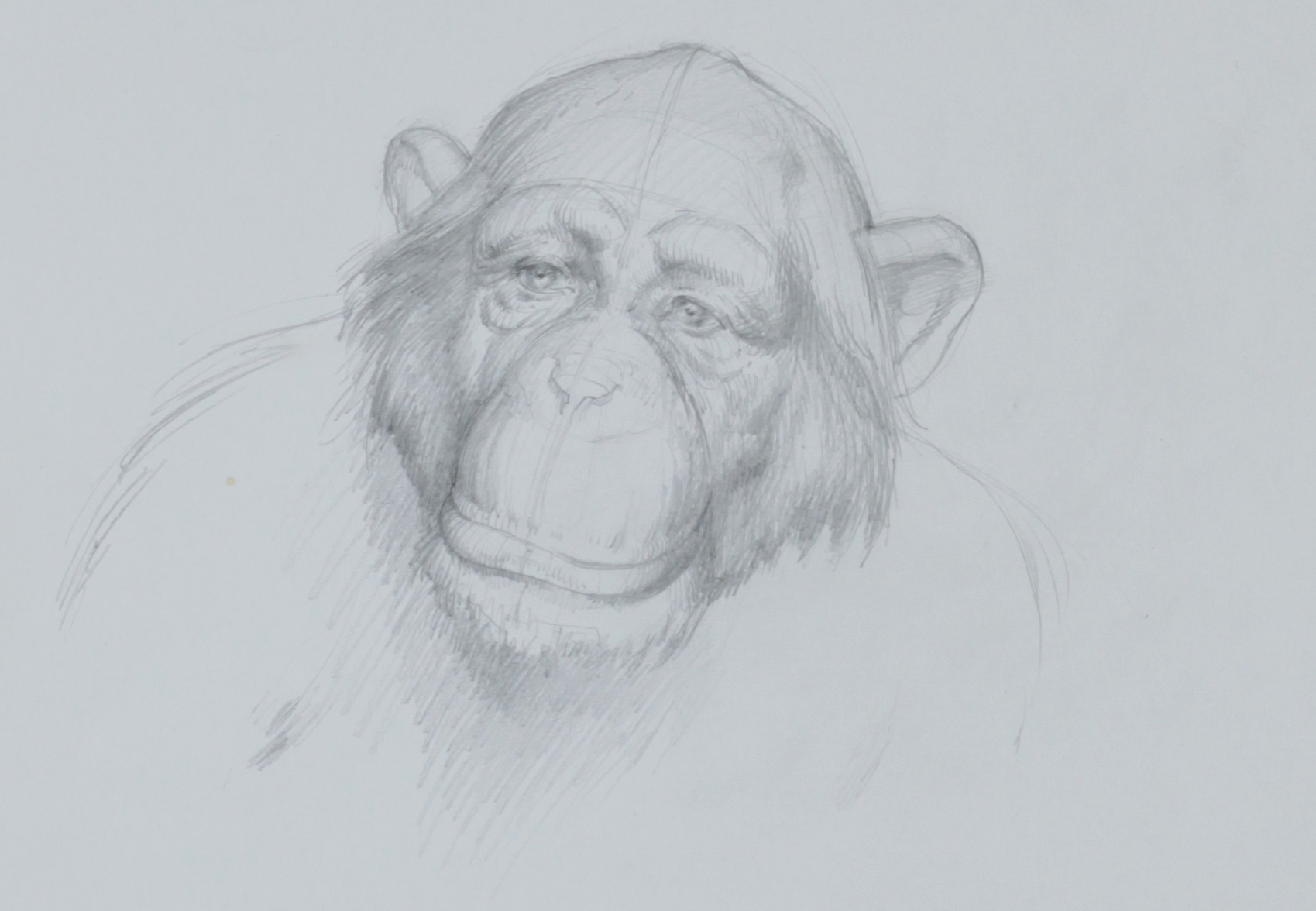 Wise Monkey Study for Perspectives by Scott  Breton | Lethbridge Gallery