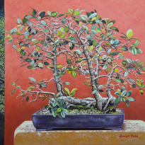 Port Jackson Fig Bonsai