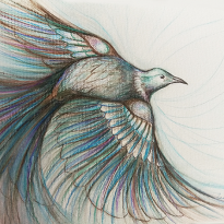 Flight of the Tui