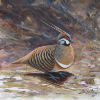 Spinifex Pigeon