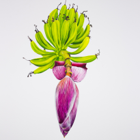 Banana Flower