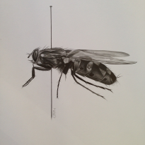 Fly