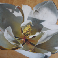 Magnolia