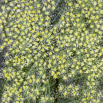 Winter Wattle