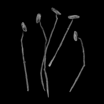 SOLD A Sting in the Tale (Bottlebrush Stamen)