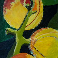 Botanica