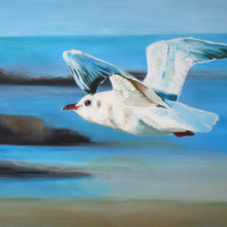 Seagull in Flight