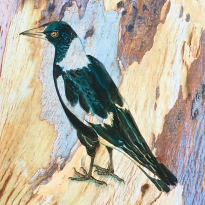 Bluebark Magpie