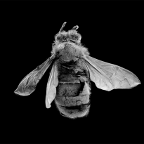SOLD A Sting in the Tale (Honey Bee)
