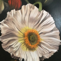 Iceland Poppy