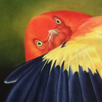 Courtship of the Bower Bird