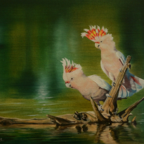 Pink Cockatoos