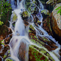First Rain - Kuranda Range