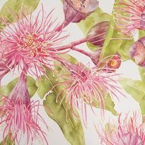 Pink Flowering Gum - Botanical