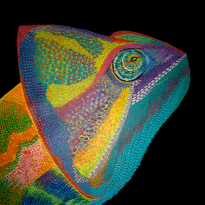 The Rainbow Chameleon Alert